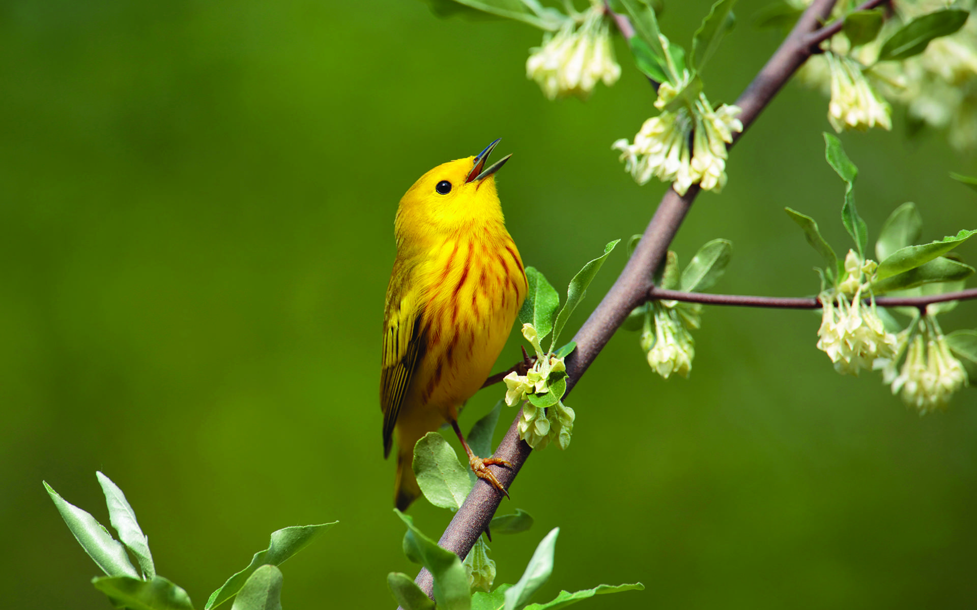 3-Day Spring Mindfulness Routine for Inner Peace