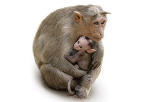 Darwin's Compassion: Altruism in The Descent of Man
