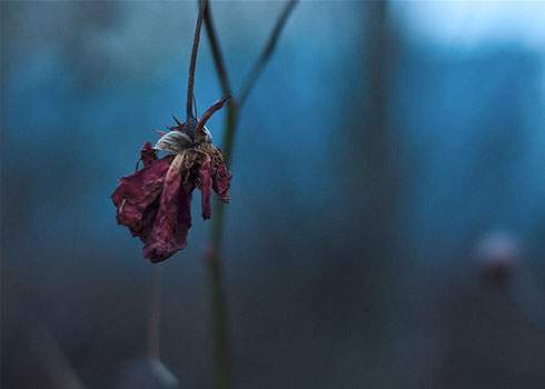 Facing Death: A Daughter's Journey with Her Dying Mother
