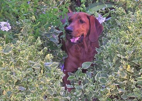 How My Dog Taught Me Mindfulness | Life Lessons