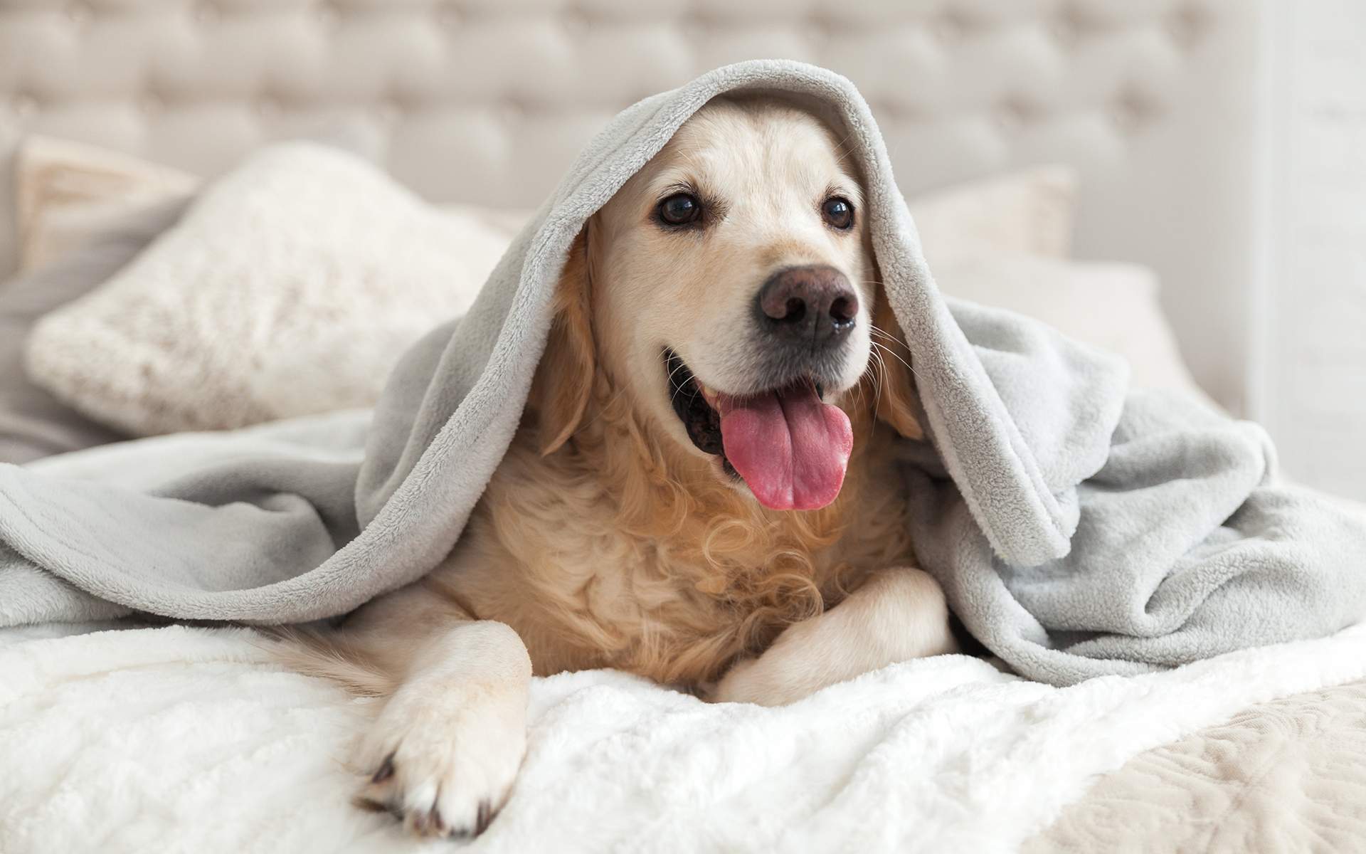 How Pets Improve Mental Health & Teach Life Lessons