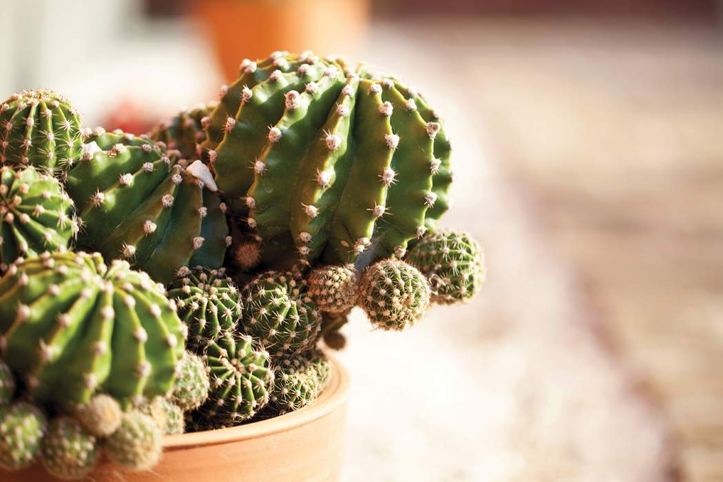 Mindfulness for Chronic Pain: Toni Bernhard's Guide