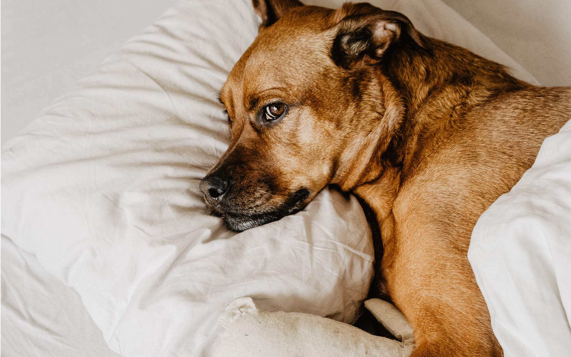 Mindfulness for Insomnia: 5-Step Sleep Meditation