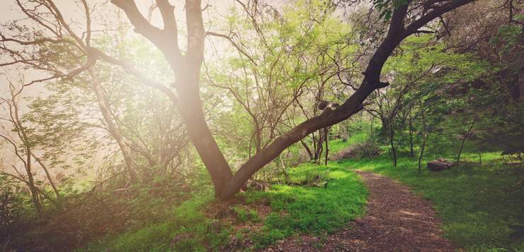 Science-Backed Benefits of Hiking & Nature on Mental Health