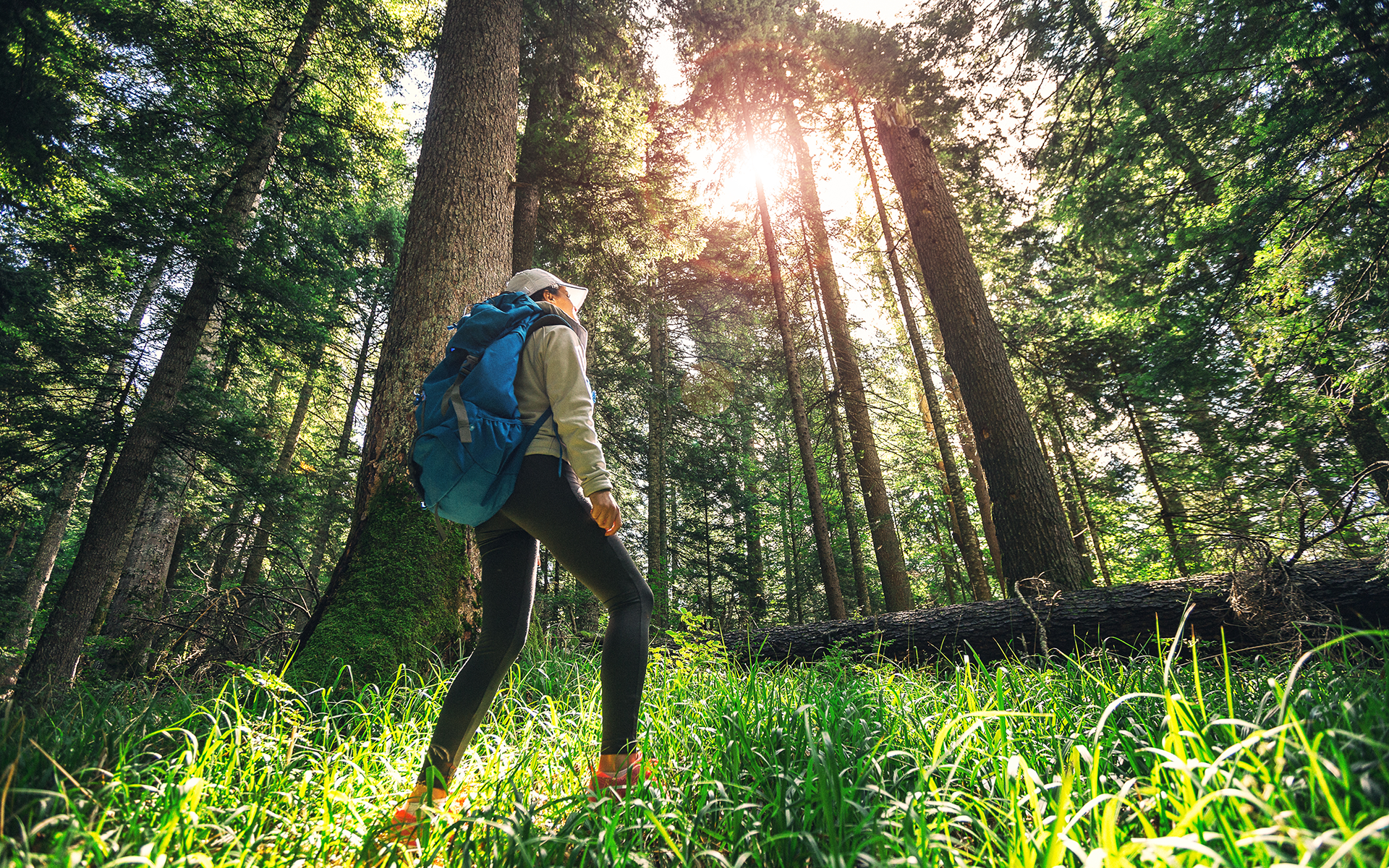 Science-Backed Benefits of Trees for Health & Wellbeing