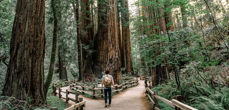 The Healing Power of Trees: Why Nature Beats Screens