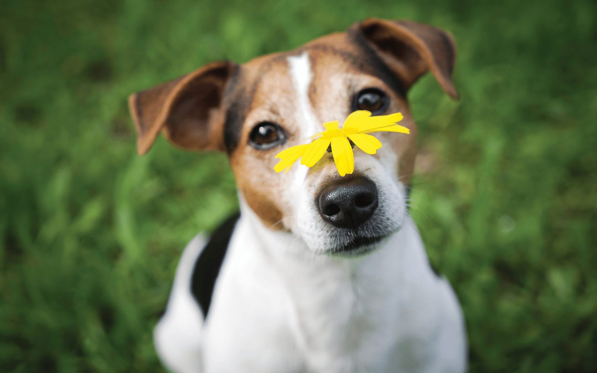 What My Dog Taught Me About Acceptance