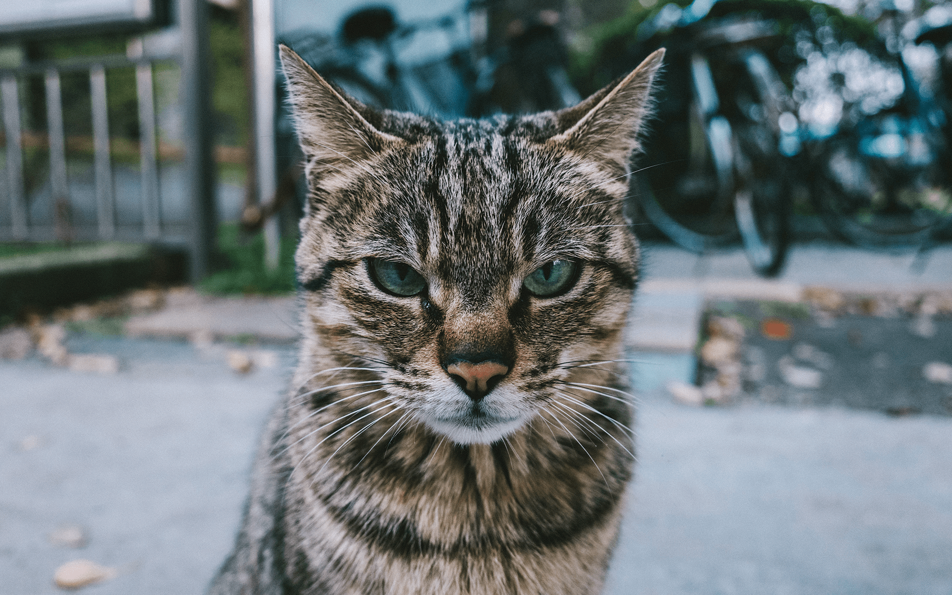 Why Meanness Spreads & How to Stop It